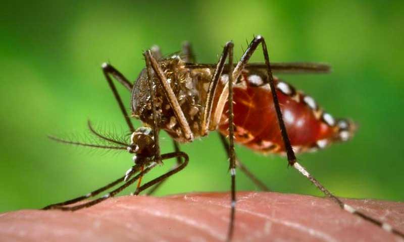 El ministro de Salud dijo que los insecticidas no sirven para combatir al mosquito del zika